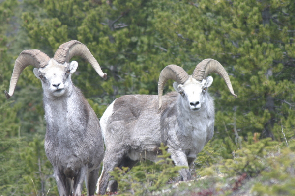 Wildlife Along the Alaska Highway